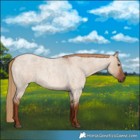 Horse Color:Red Dun Roan 