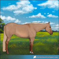 Horse Color:Red Dun 