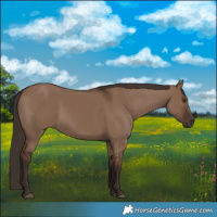 Horse Color:Liver Red Dun 