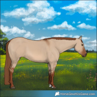 Horse Color:Red Dun 
