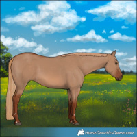 Horse Color:Red Dun 