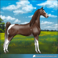 Horse Color:Gray Chestnut Splash Tobiano 