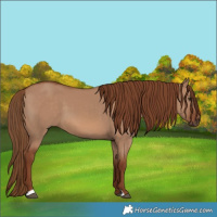 Horse Color:Red Dun 
