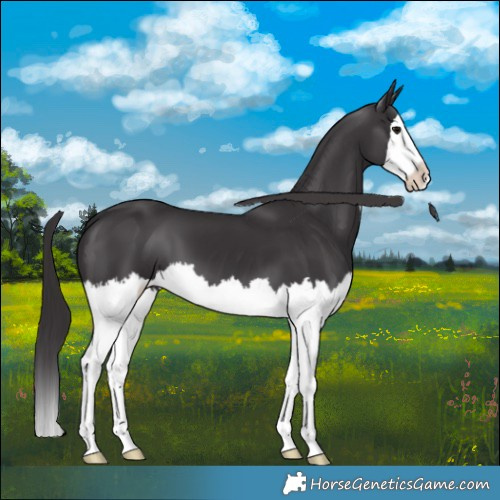 Horse Color:Smoky Black Splash 