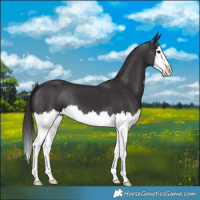 Horse Color:Smoky Black Splash 