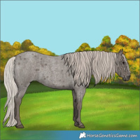 Horse Color:Silver Blue Roan