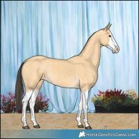 Horse Color:Buckskin Splash 