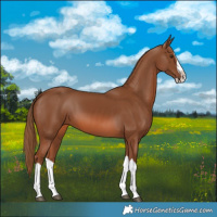 Horse Color:Chestnut Splash 
