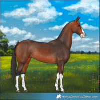 Horse Color:Bay Splash 