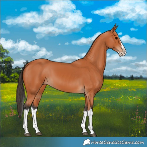 Horse Color:Bay Splash 