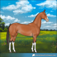 Horse Color:Bay Splash 