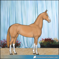 Horse Color:Chestnut Splash 