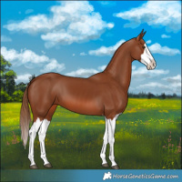 Horse Color:Chestnut Splash 