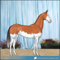 Horse Color:Bay Splash 