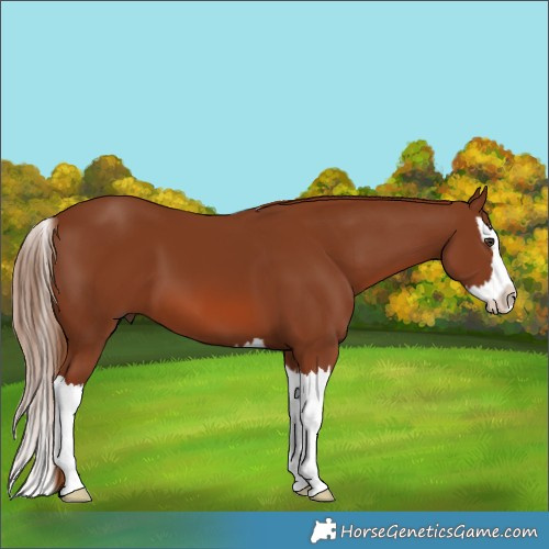Horse Color:Chestnut Splash 