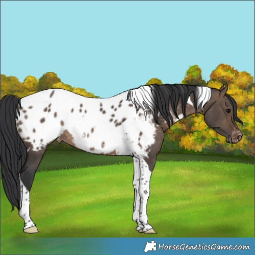 Horse Color:Brown Dun Tobiano Appaloosa 