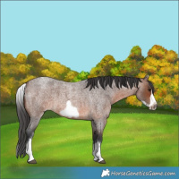 Horse Color:White Spotted Brown Roan Frame 