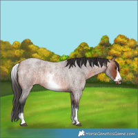 Horse Color:White Spotted Bay Roan Frame 