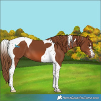 Horse Color:Chestnut Tobiano