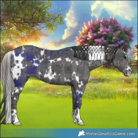 Horse Color:Plaid  White Spotted Black Ice 