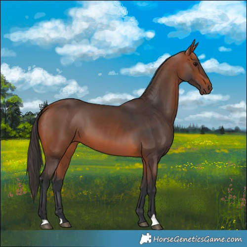 Horse Color:Bay 
