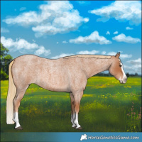 Horse Color:Red Roan Splash Frame 