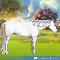 Horse Color:Liver Chestnut Ice Pearl Sabino 