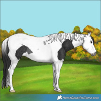 Horse Color:Gray Smoky Black Splash Tobiano Rabicano