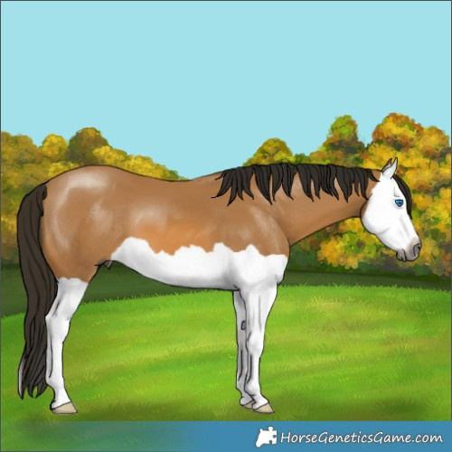 Horse Color:Gray Buckskin Splash 