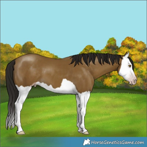 Horse Color:Gray Classic Cream Champagne Splash 