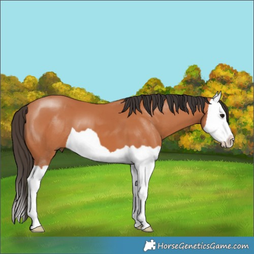 Horse Color:Bay Splash 