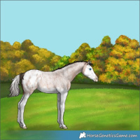 Horse Color:Bay Roan Splash Appaloosa