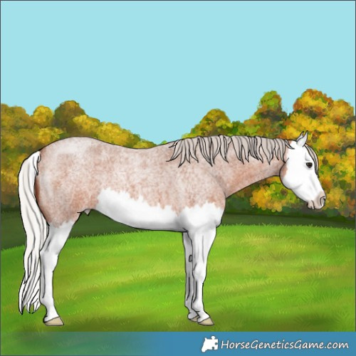 Horse Color:Silver Bay Roan Splash 