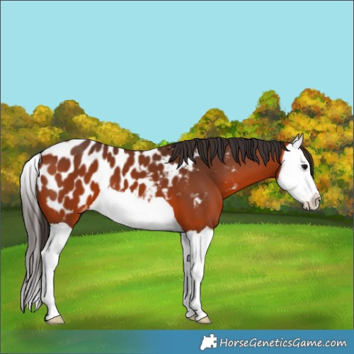 Horse Color:Bay Splash Appaloosa