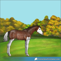 Horse Color:Gray Bay Splash Rabicano 