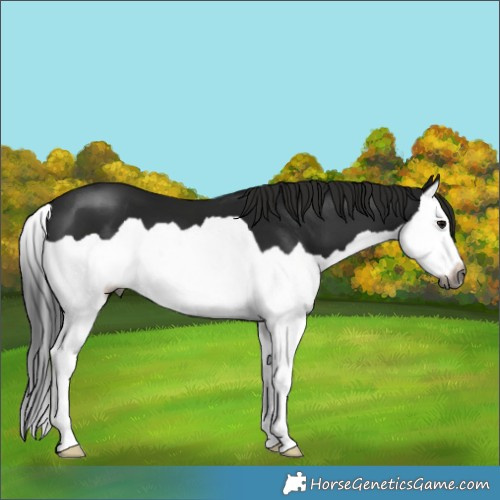 Horse Color:Gray Black Splash 