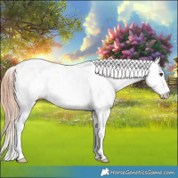 Horse Color:Liver Red Dun Sabino 