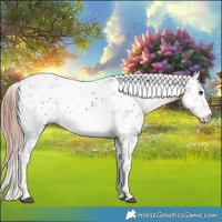 Horse Color:Liver Chestnut Ice Sabino 