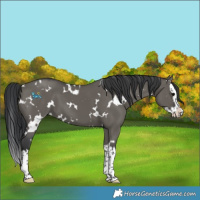 Horse Color:White Spotted Grullo Splash 