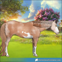 Horse Color:Gold Champagne