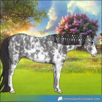 Horse Color:Smoky Black Sabino 