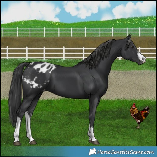 Horse Color:White Spotted Black Blanket 
