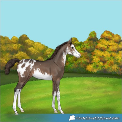 Horse Color:White Spotted Brown Dun Blanket 
