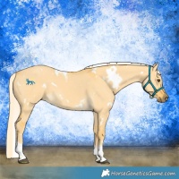 Horse Color:White Spotted Palomino Dun Tobiano 