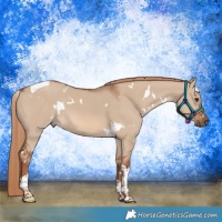 Horse Color:White Spotted Red Dun Tobiano 