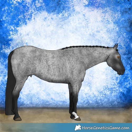 Horse Color:Gray Blue Roan Rabicano 