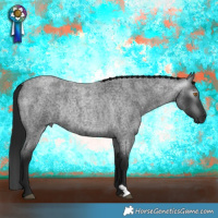 Horse Color:Gray Blue Roan Rabicano 