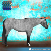 Horse Color:Gray Blue Roan Rabicano 