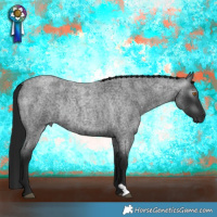 Horse Color:Gray Blue Roan Rabicano 