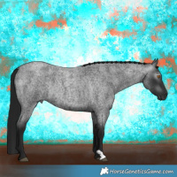 Horse Color:Gray Blue Roan Rabicano 